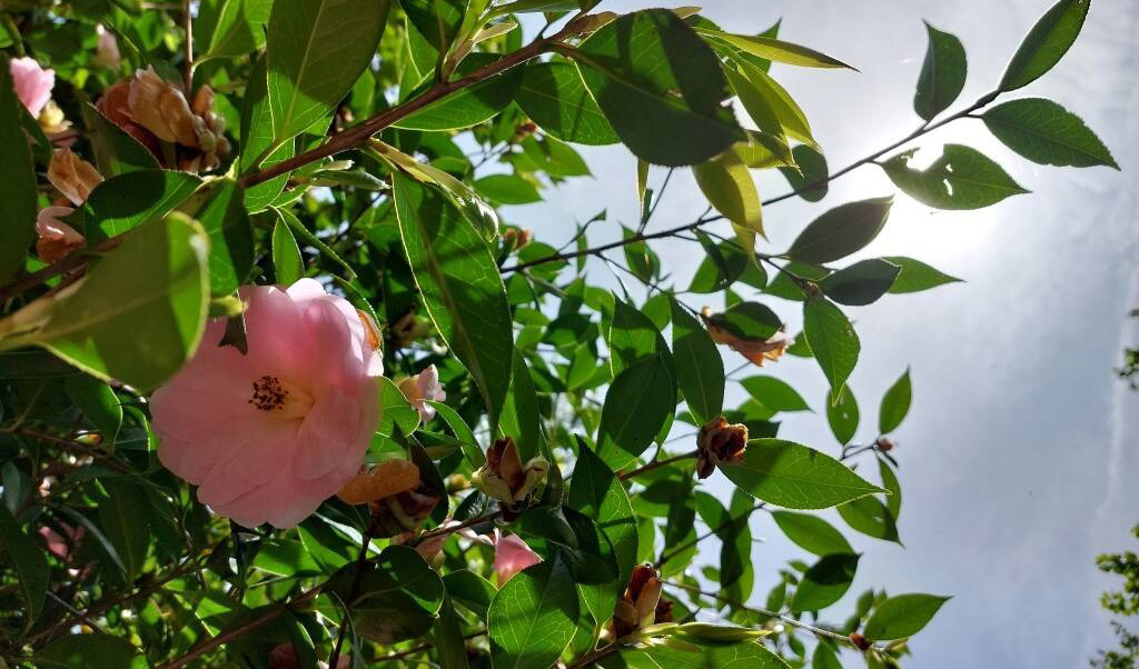 Il labirinto delle camelie
